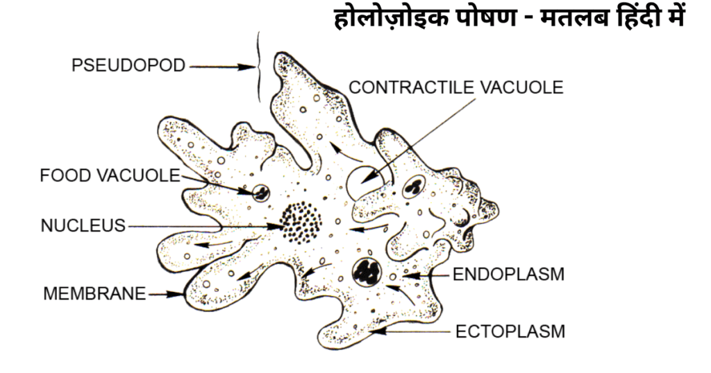होलोज़ोइक पोषण मतलब हिंदी में-holozoic nutrition meaning in hindi